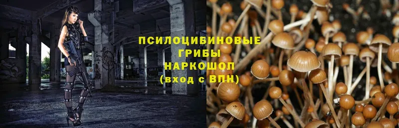 блэк спрут онион  Вельск  Галлюциногенные грибы MAGIC MUSHROOMS  купить  